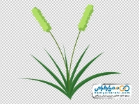 تصویر وکتوری چمنزار تیموتی