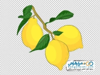 عکس وکتوری شاخه لیموترش