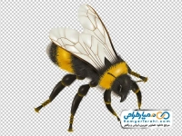 تصویر وکتوری زنبور عسل با فرمت png