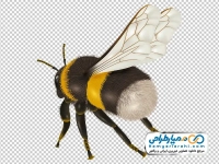 دانلود عکس وکتوری زنبور عسل