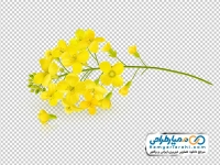 تصویر png شاخه گل یاس زمستانی زرد