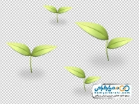 عکس وکتوری جوانه گیاه