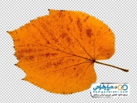 تصویر با کیفیت برگ نارنجی