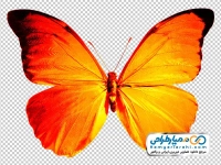 عکس با کیفیت پروانه نارنجی زیبا