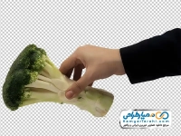 عکس png کلم بروکلی در دست