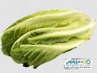 فایل png کاهو