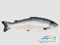 تصویر png ماهی قزل آلا تازه