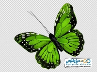 عکس با کیفیت پروانه سبز زیبا