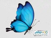 تصویر png پروانه آبی